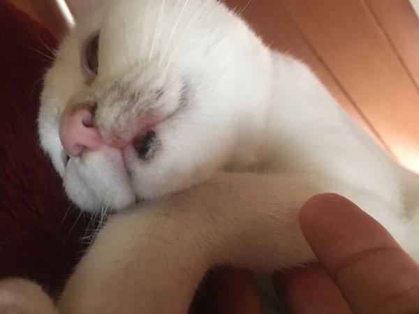 この猫の顎ニキビは軽症ですか？ 自宅でケアできますか？それとも動物病院で診てもらった方がいいですか？ 顎の下に黒いカサブタのような物があり鼻の周りも黒ずんでいます。自宅ではぬるま湯のおしぼりで毎日拭いてあげてます。小さな塊はおしぼりで取れました。