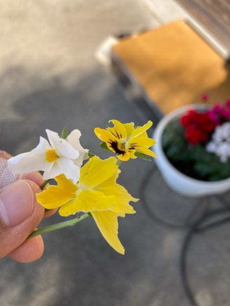 花壇のビオラの花弁が食べられてしまいます。一株から始まって周りの株もじわじわ被害に遭っています。 原因がわかりますか？どのようにしたら防げますか？