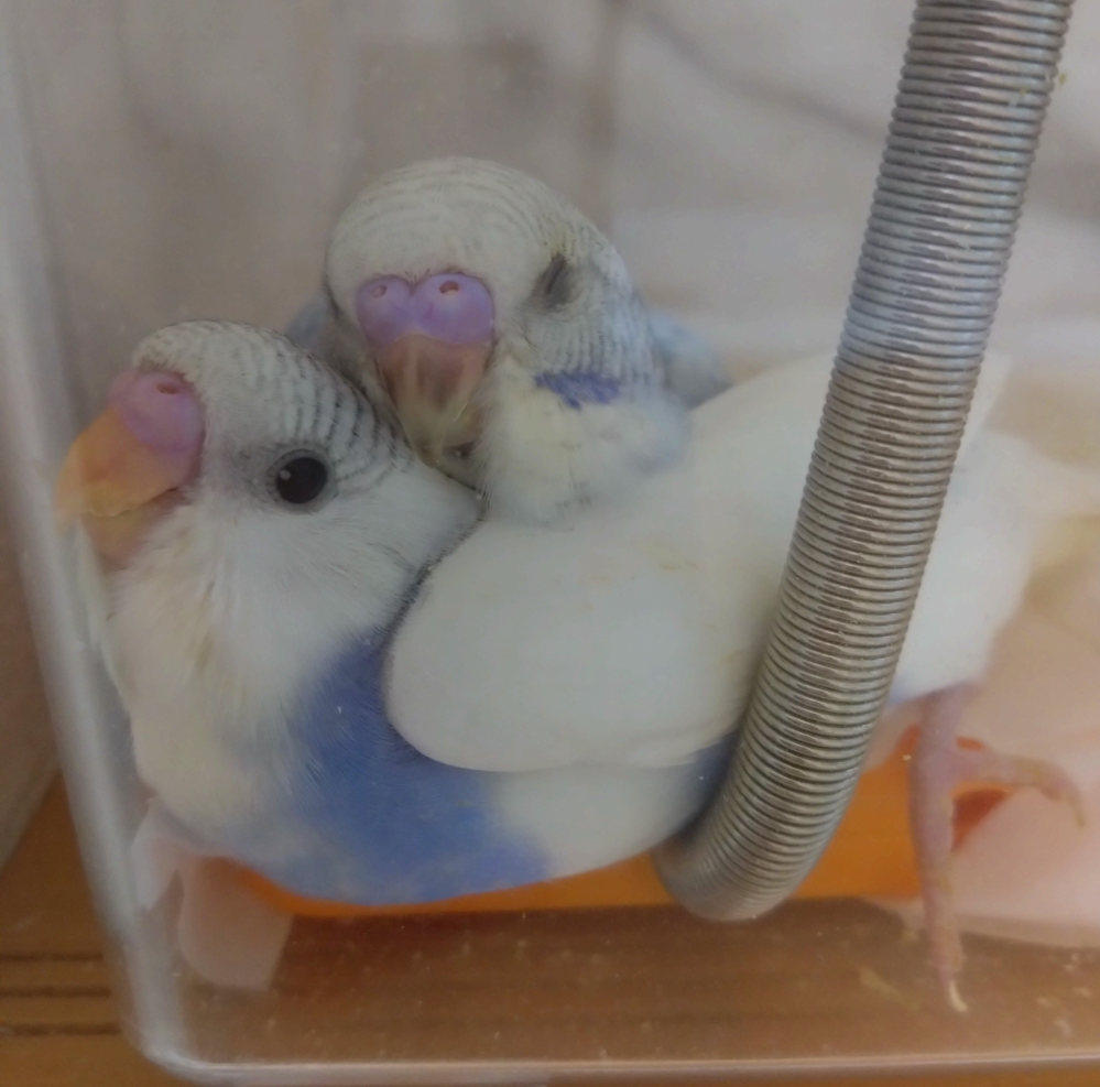 セキセイインコの雛、生後1ヶ月とちょっとくらいです。性別はそれぞれオスとメスどちらでしょうか？