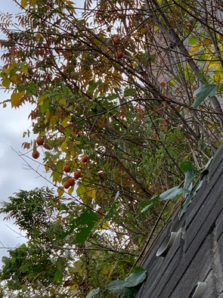 この実はなんという植物でしょうか？ 柿のようなオレンジ色で、大きさはゴルフボールとテニスボールの中間ほどです（子供の握り拳くらい） 有識者の方ご回答お願いいたします！