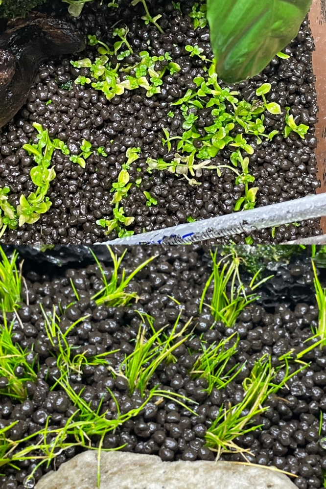 水草初心者です 先日、水草をミスト管理で育てはじめました 2週間前に植えたのですが、1週間経ってもほぼ変化がなく、気温が低いかなと底にヒーターを引きそれ以来ソイル上部が25〜6度あたりになるようにしています 現在さらに1週間経ちましたがまだあまり変化がありません むしろニューラージパールグラスとショートヘアグラスの一部が若干黄色くなってきました このままで大丈夫でしょうか...？ 手遅れで植え直しがいいでしょうか... ウィーピングモスは比較的順調に育っている気がします 環境30センチ水槽 プラチナソイルネクスト ライト Clear LED POWER Ⅳ 300 照射10時間/日 霧吹きと換気を一日2回 100mlずつ カビ防止スプレー使用 底に溜まった水はスポイトで抜きました 底にヒーター使用(傾斜があるためショートヘアグラスの場所は少し寒いかも) 自分で思う問題点 ソイルが薄いとは思います