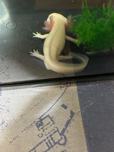 ウーパールーパー 先日からphのことや、餌の量について質問している者です。 今朝まで泳ぎ動き回っていましたが、お昼からじっとしています。写真のように尻尾を曲げる？くの字？にしています。 いつもは、まっすぐ伸ばして休憩しているので気になっています。ちなみに、糞を先週土曜日を最後に1週間見ていません。便秘ですか？餌は、日曜日、水曜日12粒ずつ。暴れ回るので、金曜日にも10粒あげました。 水温は、今18℃です。 それと、調べると発情期でしょうか？シャチホコのようなポーズを昼間に見ました。 今日は、餌はあげていません。