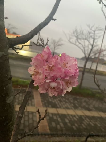 この花はなんでしょうか 桜くらいの大きさの花が固まって咲いていました。 場所は関東です。