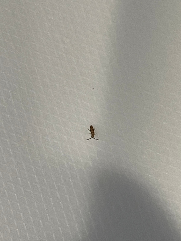 林檎を剥いていたら、こんな虫が数匹出てきました。この虫の名前は