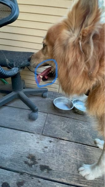 犬の口周りの病気についての質問です。 実家のわんちゃんの下の方の口の周りに、赤い腫瘍のようなものができていました。 これの対処法と、病院に行った方がいいのか知りたいです。よろしくお願いします。