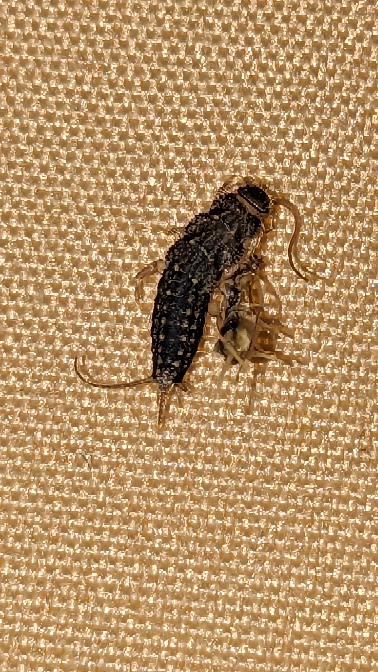 この虫は何でしょうか？ マットレスの上にいて寝るときに気づきました。 チャバネゴキブリなのでしょうか？