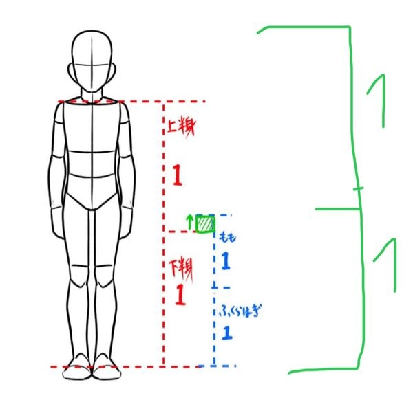 イラストの比率について質問があります。自分は緑の文字のように「頭〜股下、股下〜足先」が1:1の比率だと聞いたのですが画像は「肩〜股下、股下から足」で1:1と書いています。どちらが正しいのですか？
