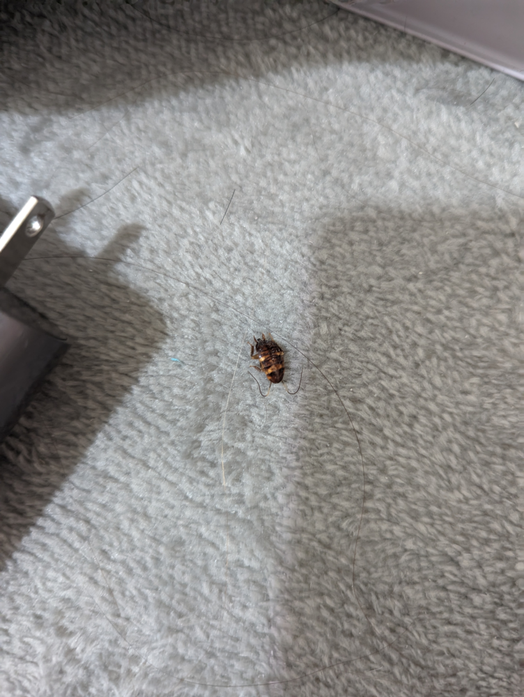 再度 これってゴキブリの赤ちゃんですか？ 1センチほどです。死んでいたのを見つけました(^_^;)