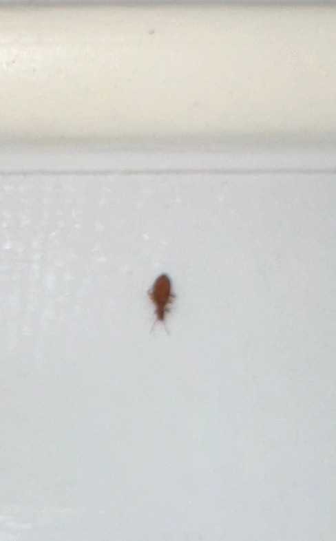 １ミリ程の害虫 これはチャテタムシですか？虫の特定をしたく。 最近、洗面所の同じ個所に１ミリ程度の茶色い小さな虫が発生し困っています。 飛んだりせず、動きは遅いです。まずは虫の特定をしたく。 どなたか、判別つきますでしょうか？エアゾールで根気よい駆除を検討しています。