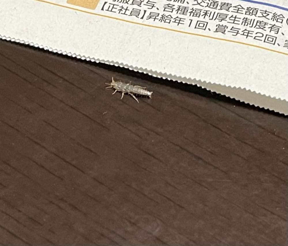 この虫が何かわかる方いますか、、、トコジラミってこんな見た目じゃないですよね、、？(；；)