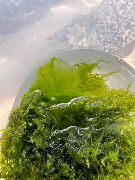 このコケの種類と対策を教えてください。 モスを譲ってもらったのですが、画像左上のコケは何という種類でしょうか？ 自分の水槽では壁面のスポット緑コケや茶ゴケしか見たことがなく、なんの種類か知りたいです。 これが「緑藻（アオミドロ）」というやつでしょうか？ 特に変なにおいは感じられません。 これからホタテパウダーでトリートメントするのですが、水槽内に持ち込まないようにするには、どのような対策が効果的でしょうか？ （流木に巻いて、シュリンプ水槽に入れる予定です。） アドバイスいただけますと嬉しいです。よろしくお願いします。