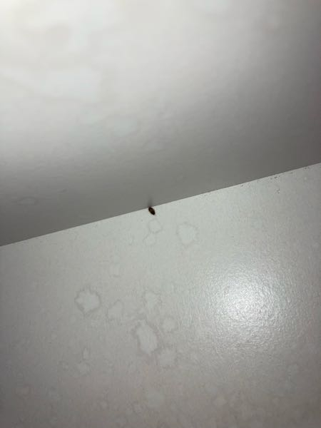 これなんの幼虫ですか？キモチワルイ！3mmくらいです