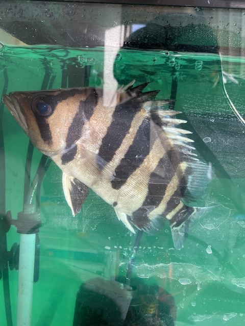 前まで元気に泳いでいたダトニオが水面近くの端っこの方でじっとしています 直前にはいつも違うエサとメチレンブルーを入れました 動きも弱々しく不安です よろしくお願いします