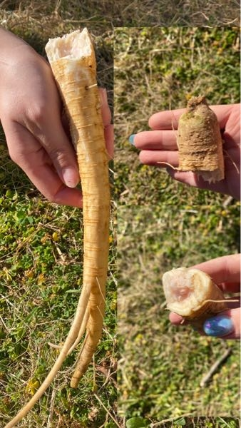 植物に詳しい方教えてください。 2週間前程に整地して更地になっていた場所に このようなモノが生えて来ました。 断面図はごぼうのように輪っかがあり繊維質で内側がピンクでした。 少しかじってみた所(飲み込んでません)甘みがあり少しごぼうのような感じがしました。 この植物はなんでしょうか
