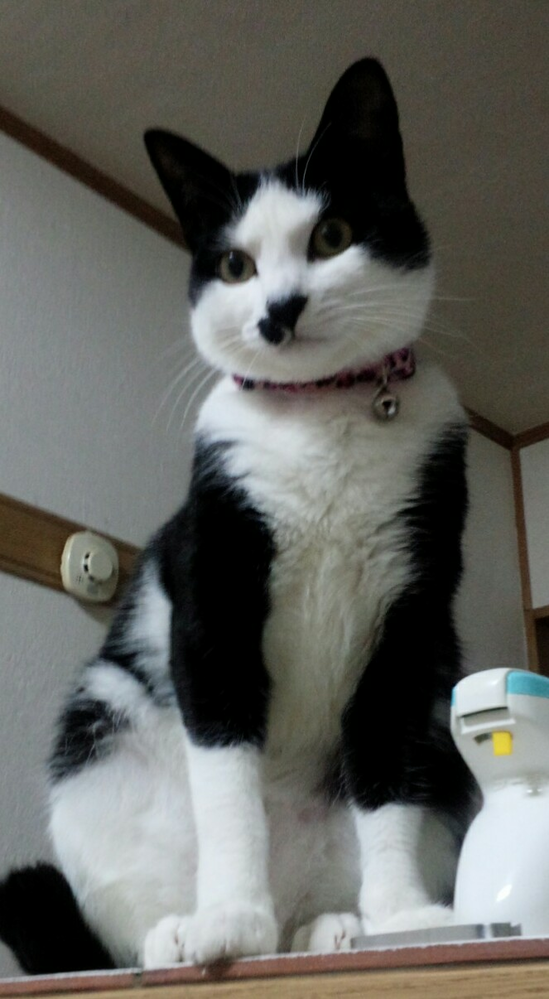 至急 なぜ、タクシーは沢山いるのですか？ 邪魔なので、呼ばれた時だけ走ればいいと思うのですが。