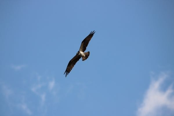見られない猛禽類を空に見かけました この猛禽類の名前は何という野鳥ですか？