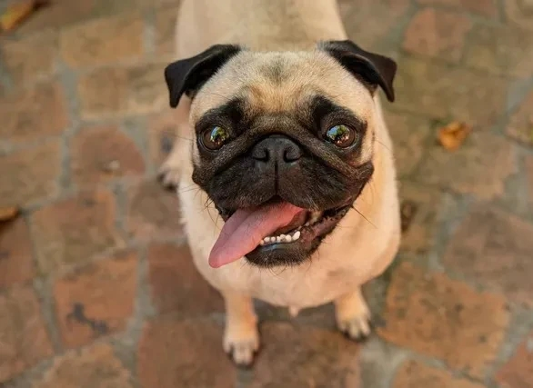 犬は、危険過ぎますね。 特にパグ、人を噛みながら、 飼い主は逃げる事件知ってます？