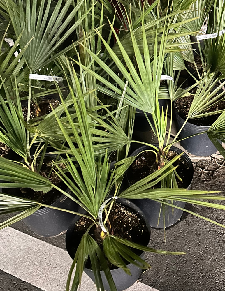 ホームセンターでブラヘア・アクアレータという植物が売っていました。 これはブラヘア・アルマータの間違いでしょうか？ それともアクアレータという植物があるのでしょうか？ 無知な質問ですが、教えて下さい。