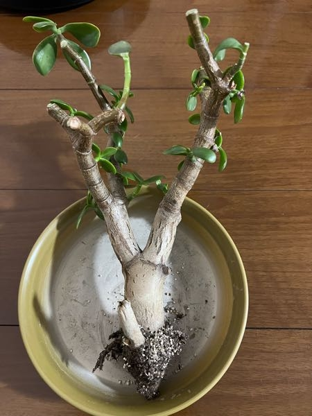 金のなる木を育てていたのですが、根腐れを起こしてしまったようで根がほとんどなくなってしまいました。 復活させる方法があればご教授いただけるとありがたいです。 よろしくお願いします。