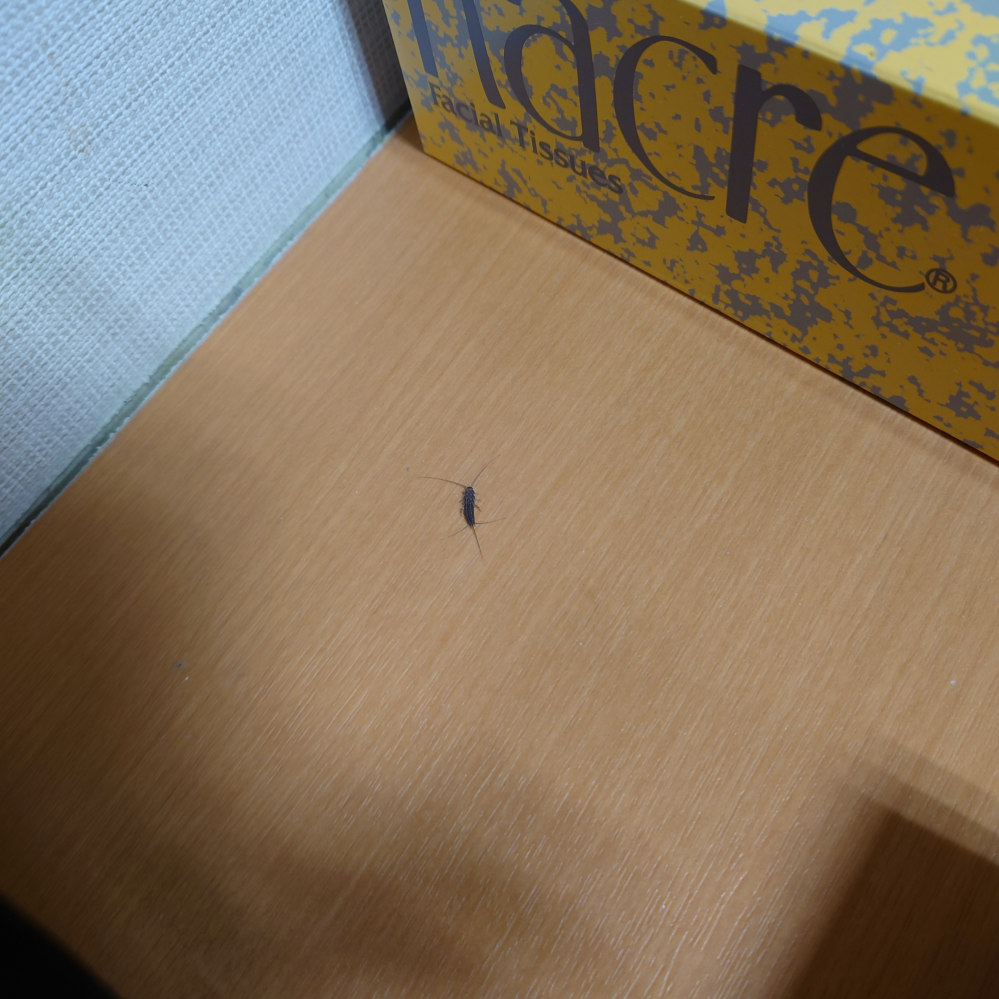 これはなんという虫ですか？5mmくらいでチョロチョロすごく早く動きます。