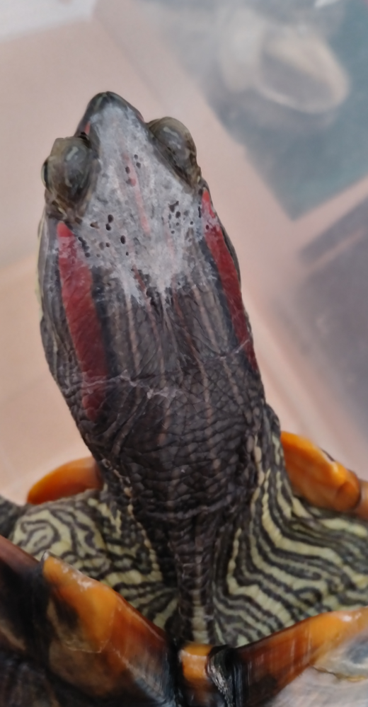 ミドリガメについてです。 アカミミガメが日光浴など乾燥した時だけいつも頭部が白くなります。水の中では通常です。これは病気なのでしょうか？