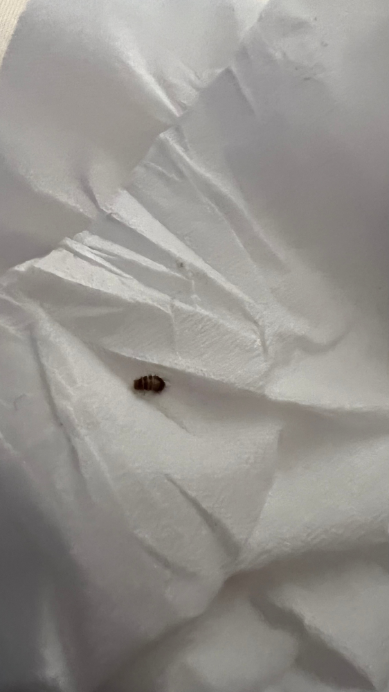 この虫なんですか？ 知ってる方教えてください