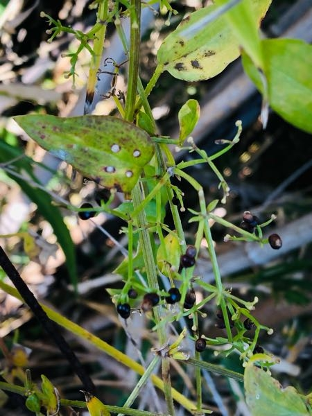 この黒い実を付ける植物の名前が知りたいです。 よろしくお願い致します☆^ ^