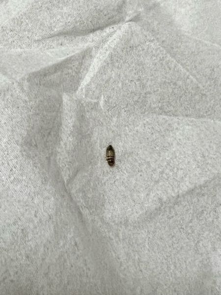 枕元にこのような虫がいたのですが、この虫の名前が分かる方は是非とも教えていただきたいです。よろしくお願いします。