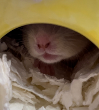 今朝ハムスターの様子を見たら鼻の穴に白いのがついてて心配になって調べたら鼻水が固まったものとあったので、今もまだついているかどうか確認しに行ったら鼻の穴に血が着いてました。 早めに病院に行った方が良いのでしょうか？部屋はエアコンを付けていて23度くらいです。