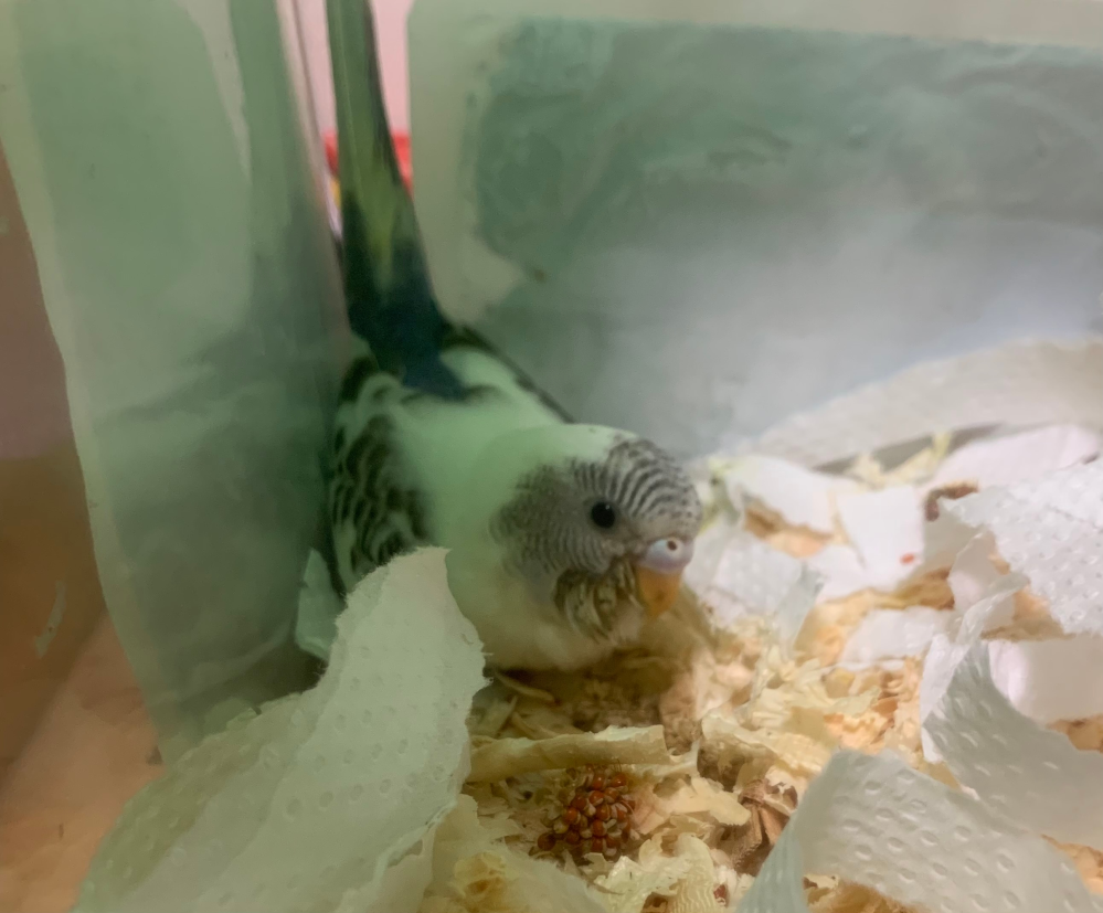 先日ペットショップから、10月生まれのセキセイインコをお迎えしました。生後約2ヶ月？です。 店員さんに聞いたところ1日3回挿し餌をしていると聞きました。 挿し餌の作り方を教えていただき、家で私自身が作ってみたところ中々食べてくれません。 冷めると食べないというのは、ネットにのっていたため40度〜50度くらいを目安に湯煎しながらあげています。また、赤粟の穂をカゴの中に入れているのは食べてくれています。 いつ頃、挿し餌をやめて1人で食べてもらうのか、どうすれば良いのか分からず困っています。どなたかわかる方がいらっしゃいましたら教えてくださると助かります。