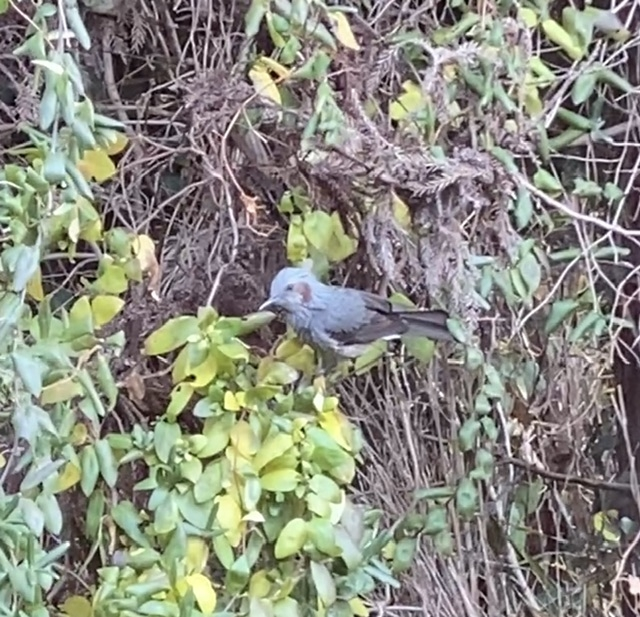 これ、何て鳥ですか？ 家の前の林にいたんですが気になって。
