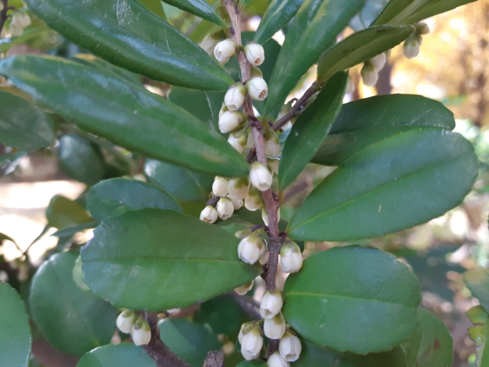 植物名を教えてください。 宜しくお願いします。