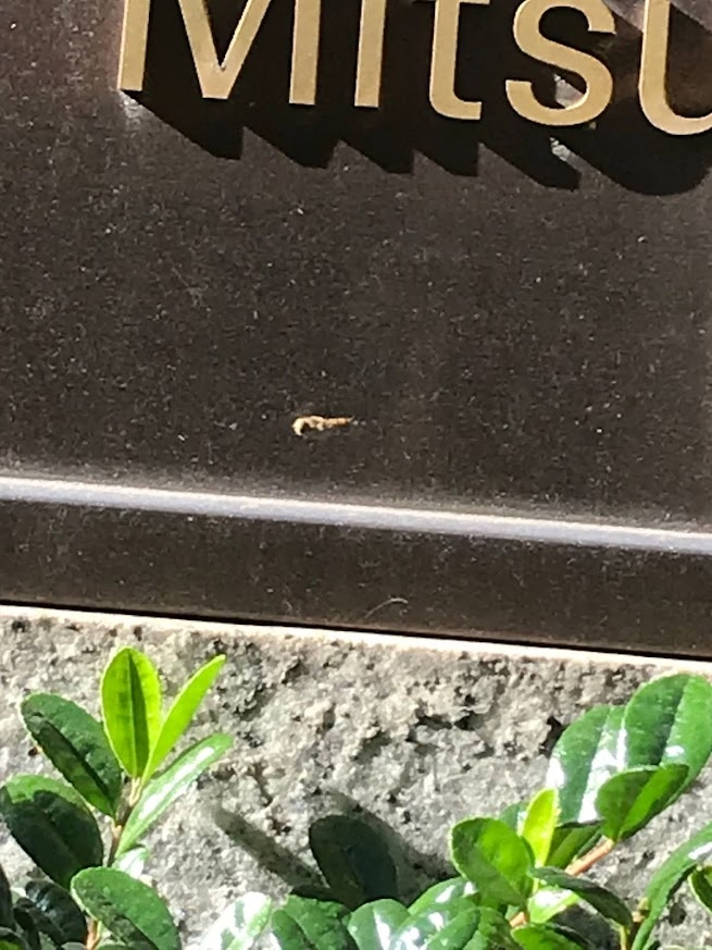 この虫の名前を教えてください。 東京駅付近で、1センチぐらいのトンボのようなハチのような変な虫が、ホバリングしていました。羽ばたく回数はかなりのものかと。