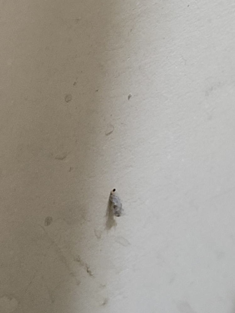 これはなんの虫ですか？