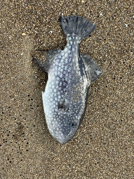 この魚の名前を教えてください。 近くのサーフに波で10匹ほど打ち上げられてました。 サイズは20cm前後でした。