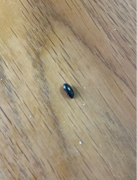 部屋にいたのですが、これは何の虫でしょうか？ これは7mmほどで、まわりに2mmくらいの同じような虫もいました。 虫なんて出たことなかったので、、