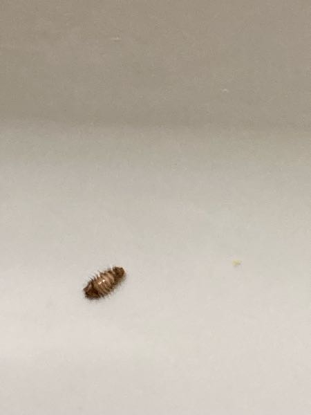 米櫃の中にこんな虫が生きていたんですけど何ていう虫ですか？