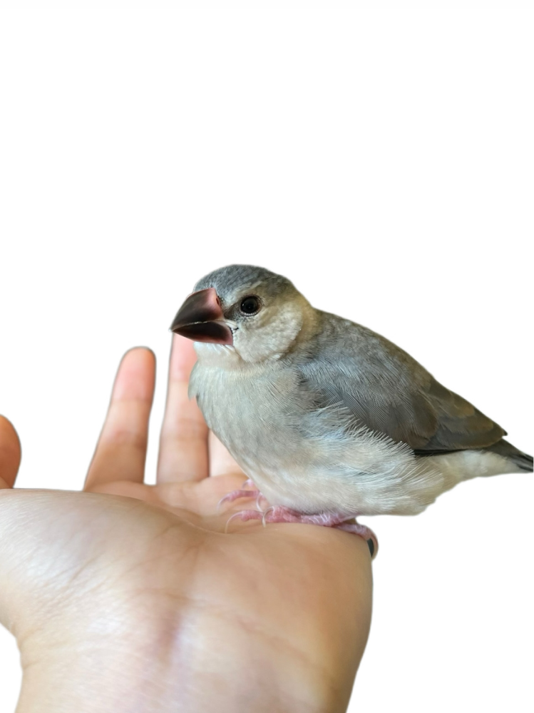 こんにちは。 どなたかお詳しい方、教えていただけませんでしょうか。 生後40日程の桜文鳥の性別についての質問です。 お腹がすいた時や挿餌を貰う時、私の手に飛んできた時など短く沢山鳴きますが、初めての子なので鳴き方などではオスメスか区別がつきません。 行動としては、手で輪っかを作るとズボッと顔から入ったり、放鳥時はずっと人くっついていたり、名前を呼ぶと時々ピッピッと返事をします。 まだ雛換羽も始まっていないような幼鳥なのでアイリングや嘴の色も参考になりません。 よろしくお願いしますm(*_ _)m