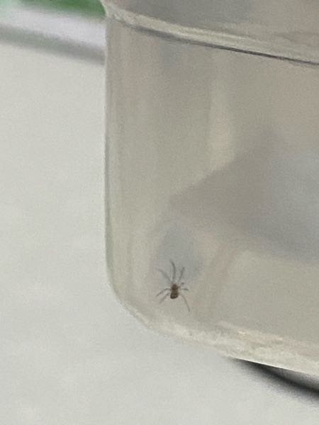 家で小さいクモを捕まえたので飼育してみたいのですが、このクモの名前が分かる方がいらっしゃれば教えていただきたいです。