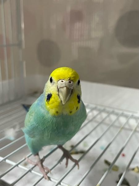 セキセイインコの体調についてです。 最近、放鳥時に開けても中々出てこなくなりました。 2歳の女の子です。 少し前まではスタートダッシュを決めるかのように開けると同時に飛び出てきて、飛びまわっていたけど最近は出てくるまで少し時間がかかります。 食欲や体重には変化がないため、様子を見ていますが少し前から放鳥時にものすごい量のためフンをするようになりました。 今見たら日中なのにうとうと眠そうに片目を閉じたりしてました。 毛は膨らんでなく、ブランコにしっかり乗って毛繕いしてます。 換羽期というか抜け毛が増えたのでそのせい、もしくは発情期でテリトリーから離れたくないのか？ 他のインコたちも複数、発情しているので抑制中で室温20〜25度程度にしてます。 エアコンの影響で春先の気温と似ていて発情気味なのか… ケージの中では木を齧るしブランコや止まり木に飛び乗るし元気です。 念のため写真を載せます。見た感じ換羽期とろう膜な感じから発情期かなるとも思いますがいかがでしょうか？ もう少し様子を見て病院も検討しますが、皆さんの飼育経験からご意見あればいただきたいです。