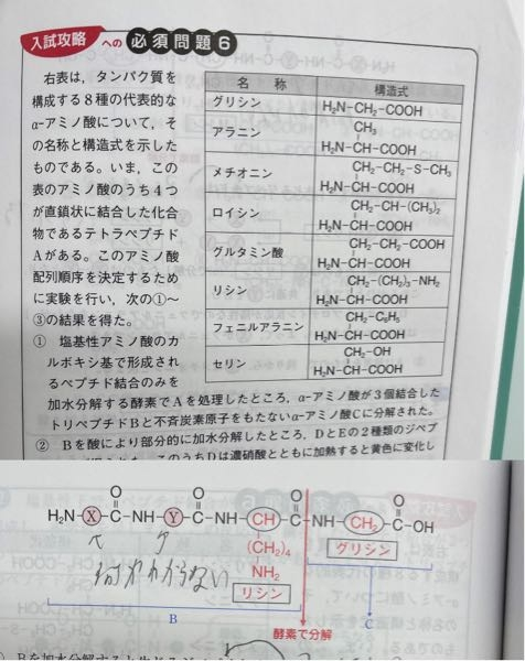 化学のタンパク質の問題です。 グリシンが一番右に来る理由を教えてください。