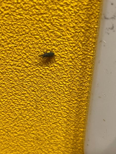 この虫はなんですか？ 最近家中に現れて歩いています。 どなたか分かる方いらっしゃいますか？