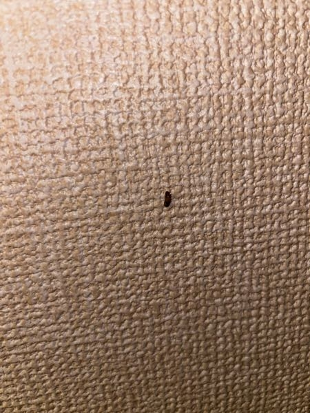 これって何かの幼虫ですか？？ わかる方教えてください！お願いします！
