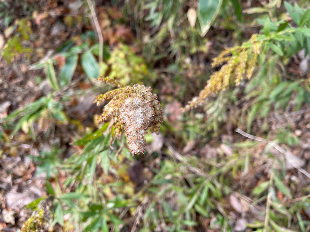 この植物の名前を教えてください 昨日 ウソが食べていました