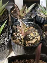 KK オテロイ レッドキャットウィーズル 10.8 セット アガベ チタノタ