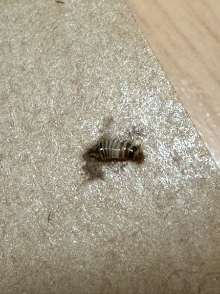 (写真あり)トコジラミに詳しい方、判別お願いします。 この写真に写っている虫はなんですか？ トコジラミではないだろうと思っていますが、不安で次の洗濯が回せない状況で困っています。