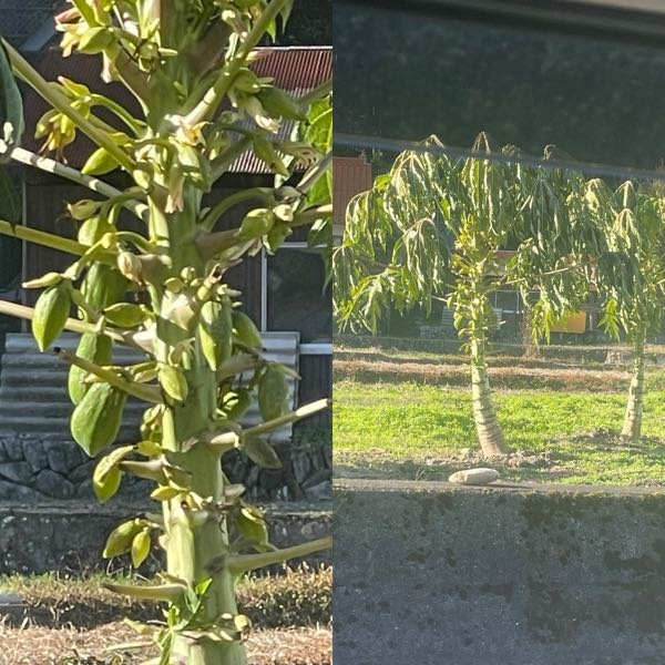 この木は何の木でしょうか？ 幹に実がいくつもついています。 最近撮影しました。 宜しくお願いします。