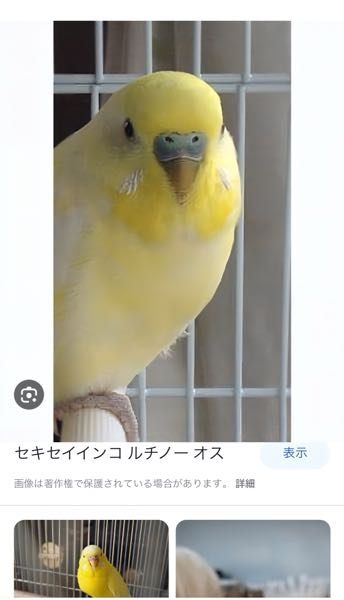 セキセイインコを飼おうと思っててネットでいろいろ見ていたらルチノーが目に付いて、でもこれってルチノーかなって。 ルチノーって目が赤で鼻がピンクですよね？ 目はよく分からないけど鼻はピンクがいいです。 雄は大きくなったら鼻が青になっちゃうんですか？ ペットショップの店員に聞いても分からないと言われて考えてしまってます。 店員でも難しいのに分かった人にベストアンサーします！