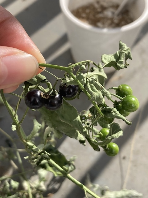 庭に生えてたのですがこれはなんという植物でしょうか？ 自分で調べたところアオツヅラフジが出てくるのですが、身のつき方がなんとなく違う気がしまして。 詳しいかたよろしくお願いいたします