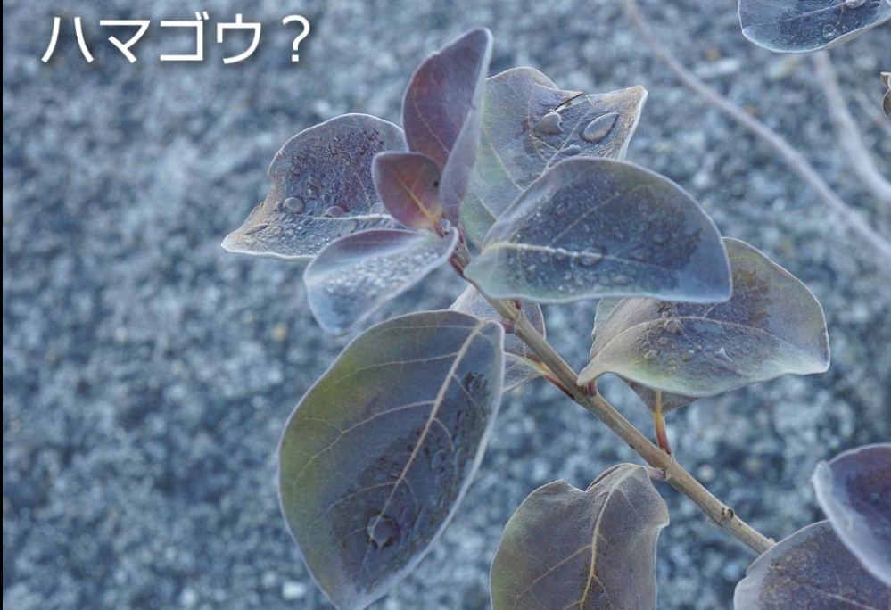 この浜辺の植物の名前を教えて下さい